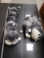 ZABAWKI PLUSZAK 70cm . 6SZT / PACZKA, KOLOR JAK NA ZDZIĘCIU