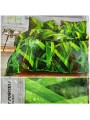 Komplet pościeli 3D 100% satyna - bawełna 3 Częściowy Rozmiar : 160/200cm
