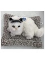 ZABAWKI cute cat 17*15cm . 12 SZT / PACZKA, KOLOR JAK NA ZDZIĘCIU